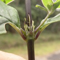 Hedyotis tridentata Ridsdale